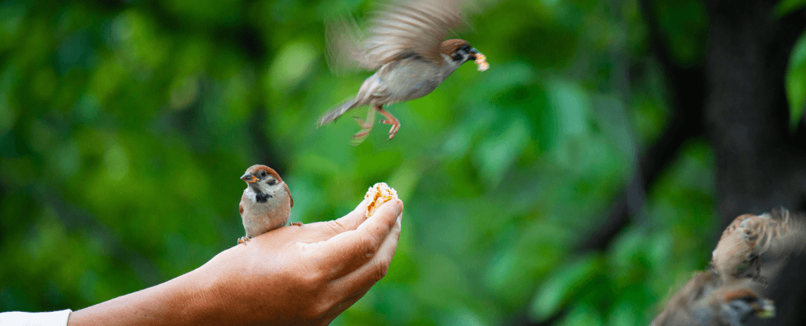 Animal Welfare